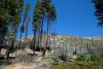 High-severity California Fires Burn 30 Times More Acreage Than 40 Years Ago, UCLA Researchers Find