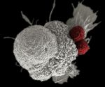 Human Cancer Models to Accelerate Research and Precision Therapies, NIH Reports