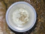 A Secret to Survival for California’s Most Endangered Salmon in New Study from NOAA Fisheries and the University of California, Davis