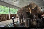 Humane World for Animals On How Travelers Can Support Wild Animals Rather Than Exploit Them; Offers Practical Tips For Avoiding Attractions, Encounters And Activities That Profit From Wildlife Suffering