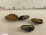 California Congressman Josh Harder’s Golden Mussel Eradication and Control Act Advancing in Congress