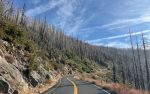 Sequoia and Kings Canyon National Parks Announce Tree Removal Along Generals Highway September 29 to November 25, 2026