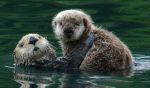 Hundreds of Organizations Oppose Republican U.S. Senators Endangered Species Attacks in Permitting Legislation, Center for Biological Diversity Reports