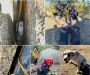 Curiosity Leads to a Tight Spot – CAL FIRE Assists in Rescue of Great Pyrenees Puppy in Ramona