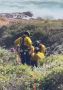Multi-Agency Response to Man Found Floating in Ocean Near China Vista Point Along Big Sur Coastline (Video)