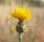 Join in Protecting California’s Biodiversity During Invasive Species Action Week, June 7-15, 2025