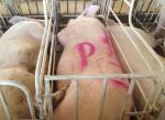 Humane World of Animals Say U.S. House Agricultural Committee Chair Renews Big Pork’s Attack on State Animal Welfare Laws on Cage-free and Crate-free Systems
