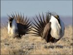Center for Biological Diversity: Conservation Groups Lawsuit Challenges President Trump’s Gutting of Greater Sage Grouse Protections in Nine Western States