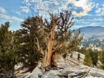 UC Davis: Unlocking Longevity Insights From Ancient Bristlecone Pine