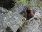 Yosemite National Park Reminds Visitors to Be Aware of Bears Waking from Hibernation
