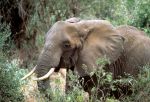 Elephant Trophy Imports Soar in President Trump’s Second Term; New Case Study Shows United States OK’d More Than 300 Trophies in 2025