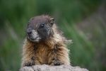Fat Marmot Week Begins Monday, August 24; Vote For Your Favorite Rotund Rodents
