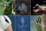 Audubon Announces 2026 Audubon Photography Awards Winners: Prizes Awarded to Residents of Canada, Chile, Colombia, and United States