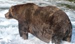Fat Bear Week Returns September 22-29, 2026; Vote for One of the New Generation of Fat Bears Living Large