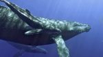New Federal Rules Fall Short on Protecting West Coast Whales From Entanglements, Center for Biological Diversity Reports