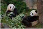 Governor Gavin Newsom Announces Giant Pandas Set to Return to California