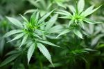 Nevada U.S. Senator Jacky Rosen Introduces Legislation to Help Expunge or Seal Marijuana Convictions in States Where Cannabis Is Legal