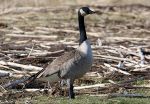 October 2025 California Department of Fish and Wildlife Calendar