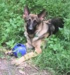 Calaveras County Community Gathered to Pay Tribute to Volunteer Search & Rescue Canine Jackson (Video)