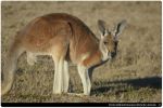 Humane World for Animals Announces Kangaroos Win in California, Says, “Californians Don’t Want to Buy Leather Made from Kangaroo Skin or Pet Food Made from Kangaroo Meat”