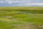 Hidden From View, California’s Vernal Pools Host a Dazzling Display of Diversity