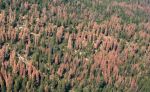 California U.S. Senator Adam Schiff, Colleagues Introduce Bipartisan Legislation to Remove Wildfire Fuel from Forests