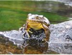 Center for Biological Diversity Lawsuit Launched to Protect Rare Sierra Nevada Wildlife (Yosemite Toads and Sierra Nevada Yellow-Legged Frogs) From Grazing Harm