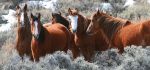 President Trump’s BLM Says American’s Have Asked For More Fertility Control In Wild Horse And Burro Management As It Invests $30 Million In Fertility Control