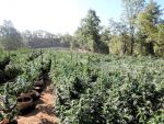 Calaveras Narcotics Enforcement Unit Dismantles Large Illegal Marijuana Grow of Over 8,000 Plants in Sheep Ranch