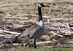 October 2026 California Department of Fish and Wildlife Calendar