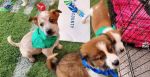 Madera County Hosts First-Ever Puppy Bowl Match Kicking Off Big Game Adoption Event (Video)
