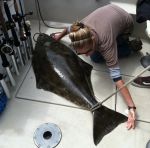 California Department of Fish and Wildlife Announces Recreational Pacific Halibut Season to Open April 1