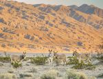 National Parks Conservation Association: Major Rollback Threatens Conservation in Public Land Management, Abandoning Progress for Parks