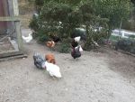 CDC Reports Ongoing Salmonella Outbreaks Linked to Backyard Poultry Sickens 150 More People With Over a Quarter of Cases in Children Under 5 Years Old