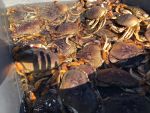 CDFW: Recreational Crab Traps Restricted in Central Management Area to Protect Whales from Entanglement While Commercial Dungeness Crab Fishing Opportunities Continue