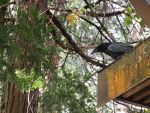 Are Birds Scared Of Women? UCLA Behavioral Ecologist On The Study That’s Taken Flight On Social Media