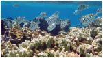 National Parks Conservation Association Reports Trump Administration Guts Marine Monument Protections, Threatens Park Wildlife, Say, “This Attempt To Remove Protections From Marine Monuments Is Illegal”