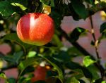 Center for Biological Diversity Reports President Trump’s EPA Approves Its Fifth ‘Forever Chemical’ Pesticide, Say, “This Is The PFAS Presidency Brought To You By Donald Trump And EPA Administrator Lee Zeldin”
