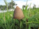 VA Launches Psilocybin Trial For Veterans With Treatment-Resistant Depression