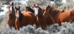 Humane World for Animals: Bureau of Land Management Failures Lead To Betrayal And Slaughter Of Wild Horses, New York Times Investigation Shows, Say, Congress Must Save America’s Mustangs From Cruel Death For Profit Enabled By BLM