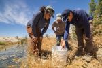 California Department of Water Resources Scientists Endure Extreme Heat to Study Desert Pupfish at the Salton Sea