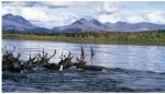 National Parks Conservation Association Reports Proposed Arctic Mine, Ambler Road Threatens America’s Largest Park Landscape