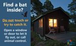 Mariposa County Health & Human Services Offers Safety Tips on How to Deal with a Bat Found Indoors