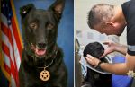 Placer County Sheriff’s Office K9 Sonic  Released from Hospital After Being Shot by Armed Barricaded Suspect