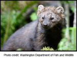 With U.S. Fish and Wildlife Service Agency’s Denial of Endangered Species Act Protections for West Coast Fishers, Center for Biological Diversity, Allies Launch Lawsuit to Protect Them
