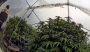 Nevada County Sheriff’s Office and California Dept. of Fish and Wildlife Eradicate Nearly 15,000 Illegal Cannabis Plants in Joint Agency Operations