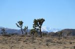 California Fish and Game Commission Approves Western Joshua Tree Conservation Plan, Quino Checkerspot Butterfly CESA Candidacy and Increase in Fishing Opportunities for Recreational Groundfish