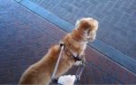 Justice Department Sues Uber for Denying Rides to Passengers with Service Dogs and Wheelchairs