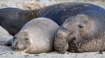 First Cases of Highly Pathogenic Avian Influenza in Northern Elephant Seals Confirmed in California at Año Nuevo State Park. First Detection of the Disease in a Marine Mammal.