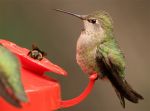Sunbirds Suck, University of California, Berkeley Scientists Find. Hummingbirds Don’t. (Video)